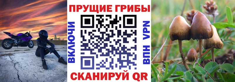 Псилоцибиновые грибы прущие грибы  купить наркоту  Изобильный 